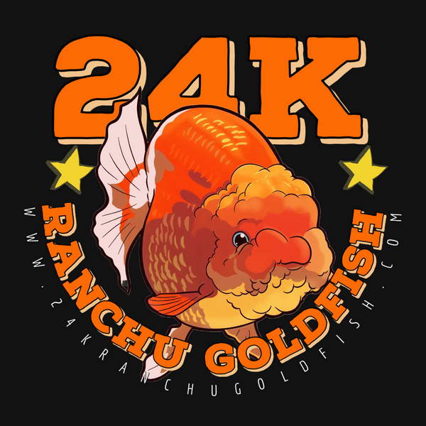 24k Ranchu Goldfish