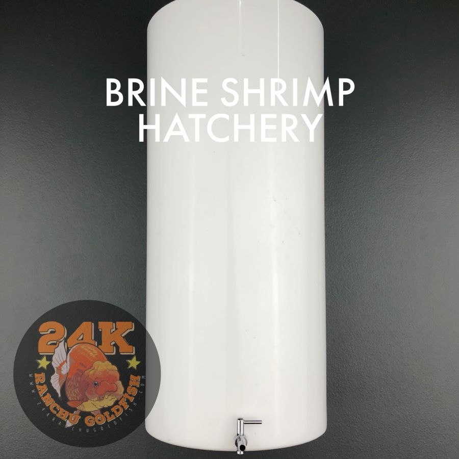 24K Baby Brine Shrimp (BBS) Eggs Hatchery Set