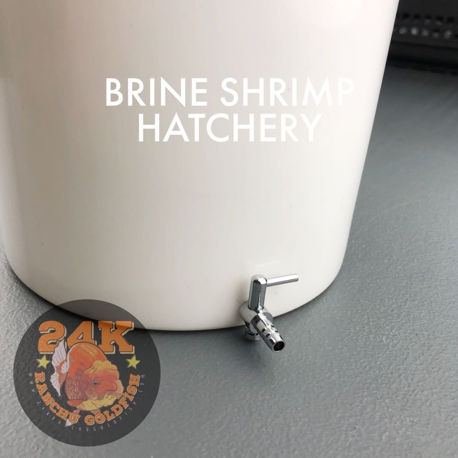 24K Baby Brine Shrimp (BBS) Eggs Hatchery Set