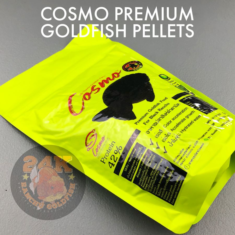 24k Ranchu Goldfish