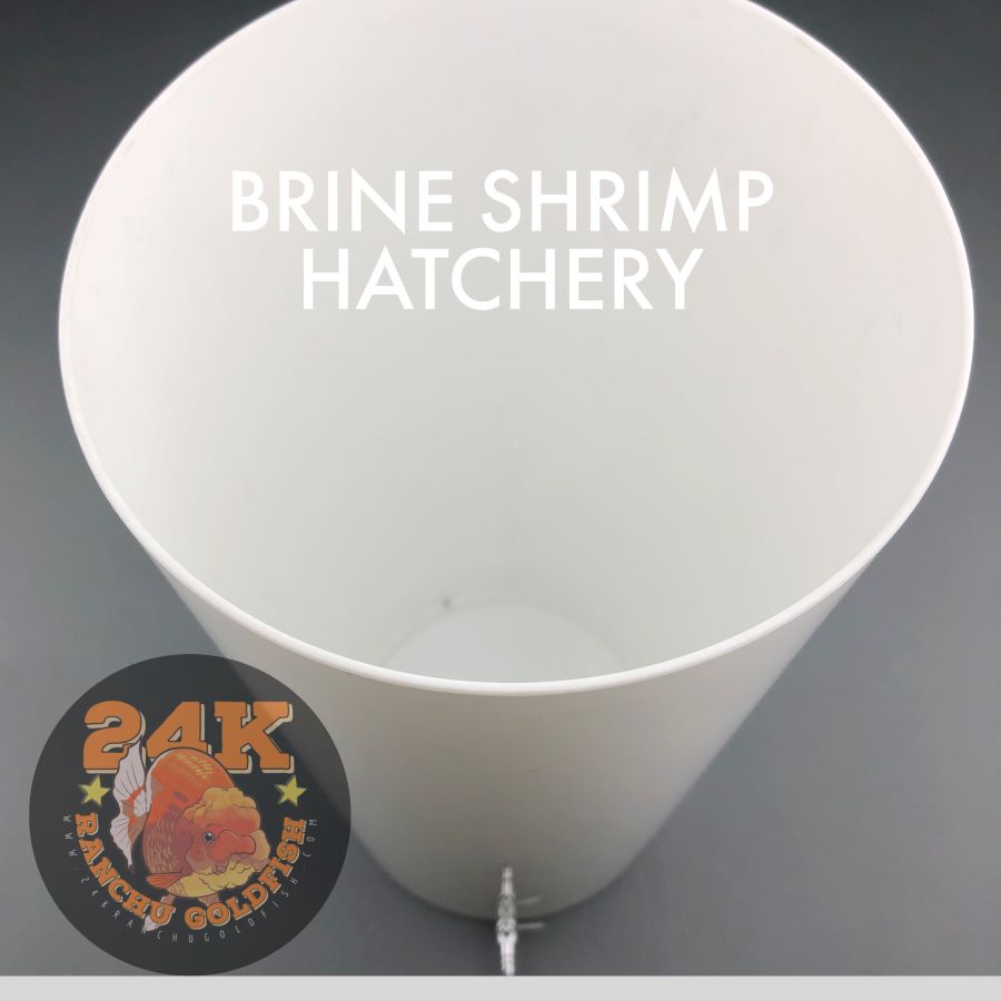 24K Baby Brine Shrimp (BBS) Eggs Hatchery Set