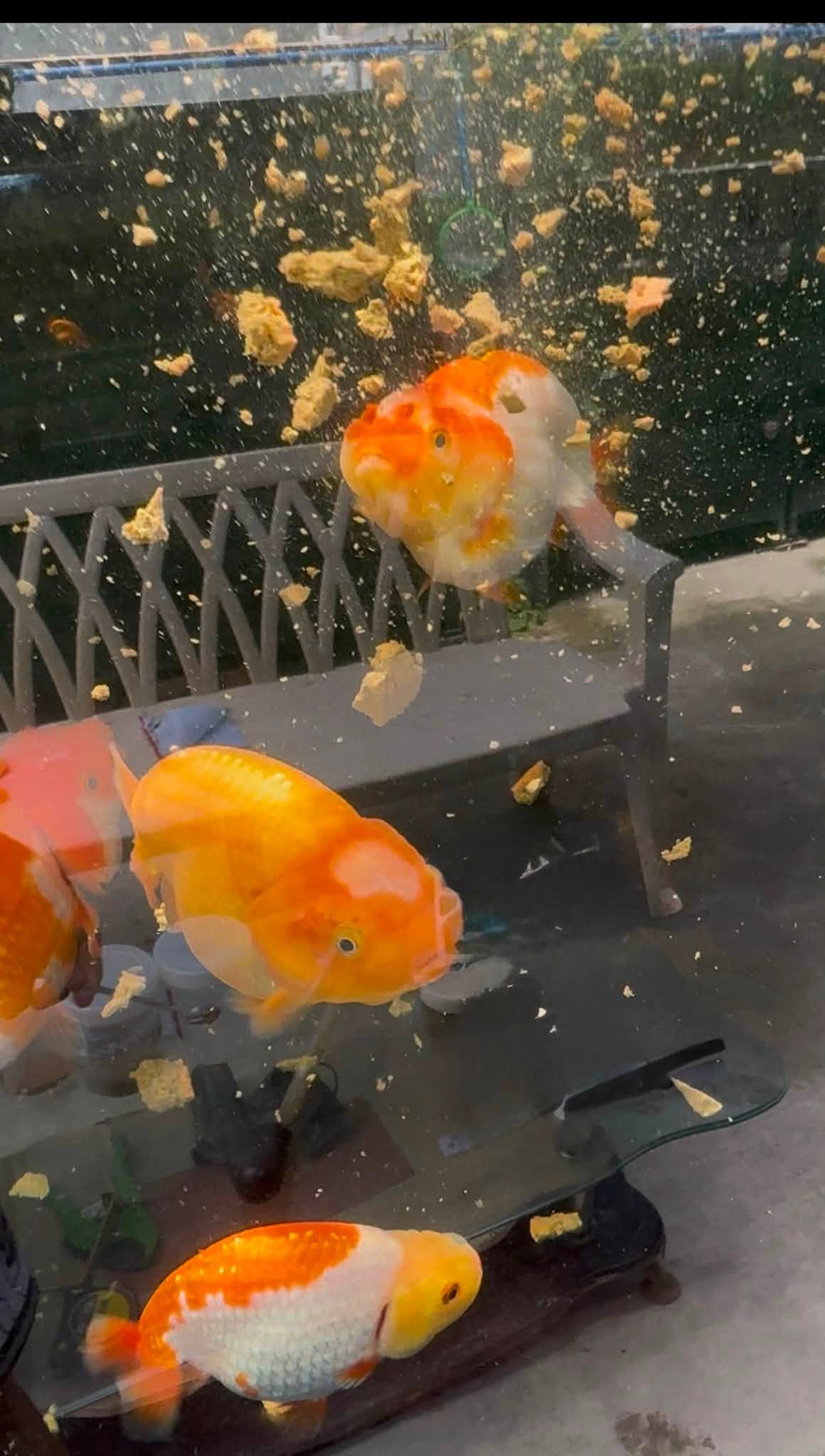 Rancho Boi Steamed Egg Recipe Mix for Ranchu Goldfish Homemade Fish Food Grooming Formula