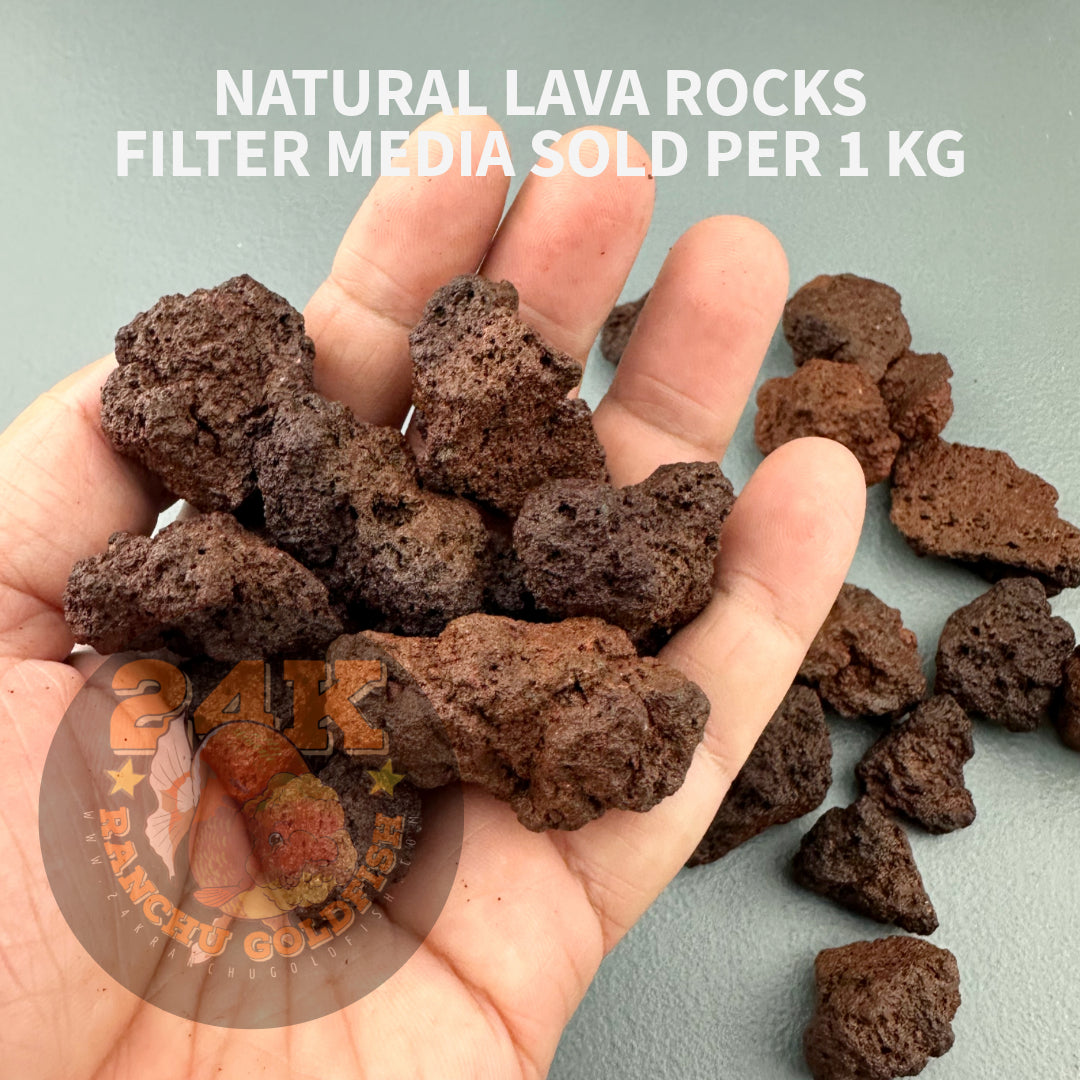 Natural Lava Rocks Filter Media for Sump Tank, Pond, Fish Tank, and Aquarium DIY Filter Sold per 1kg