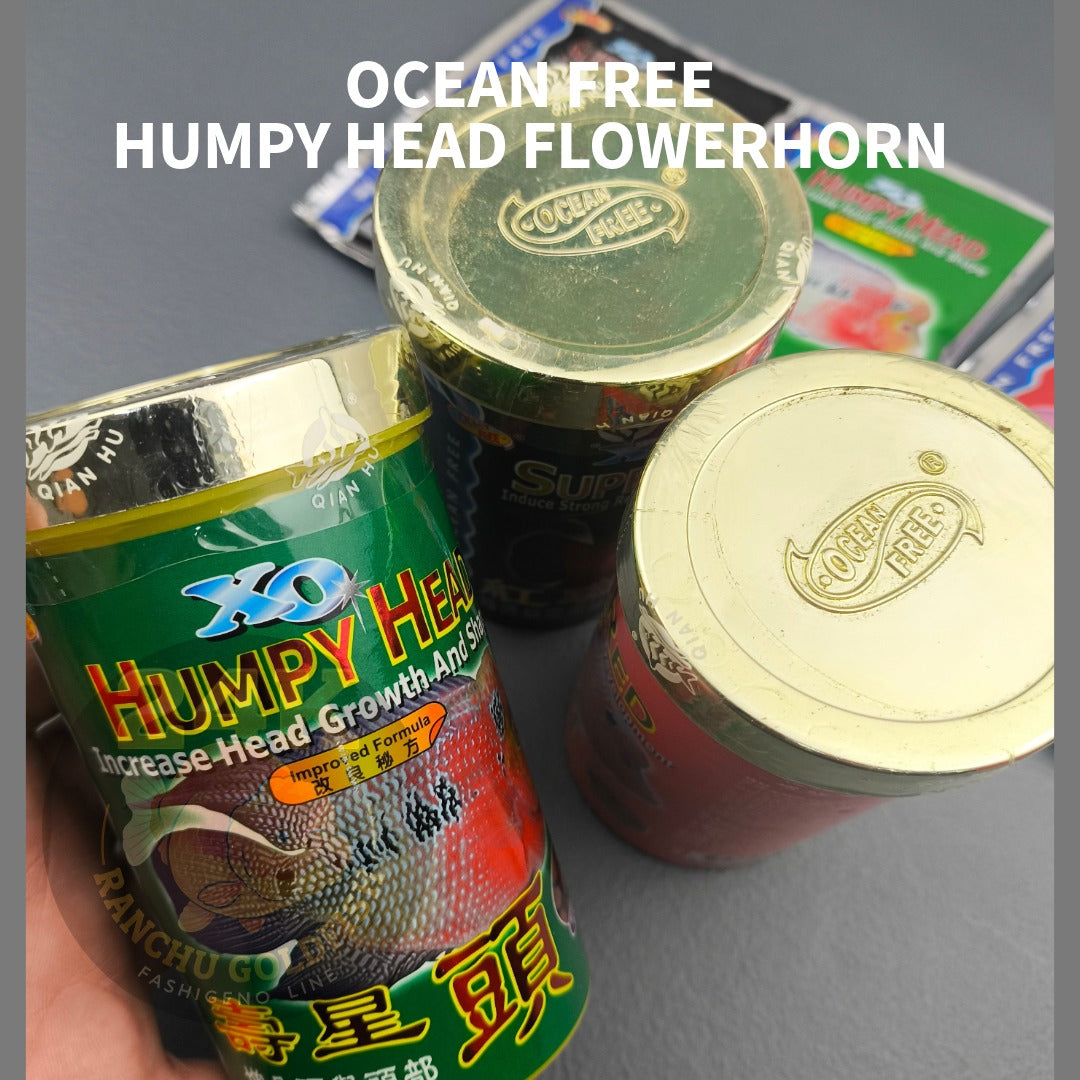 Ocean Free XO Humpy Head Ever Red and Super Red Syn Flowerhorn  Kok & Color Support