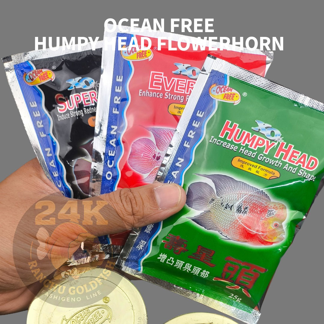 Ocean Free XO Humpy Head Ever Red and Super Red Syn Flowerhorn  Kok & Color Support